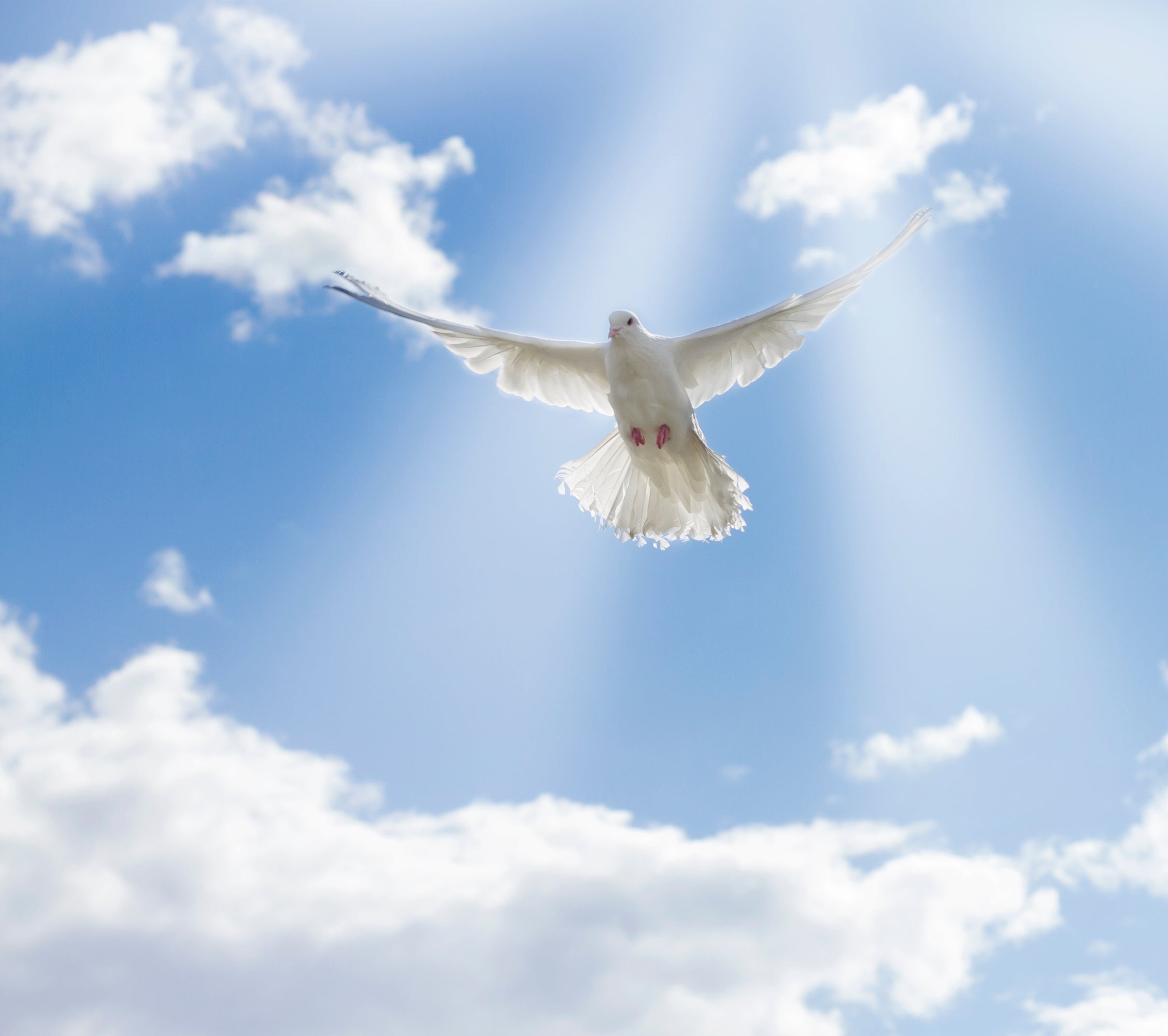 White dove flying in a blue sky with clouds